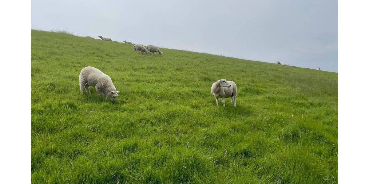 Grundstück Tating - 235.000&euro; | Angebot:25668444