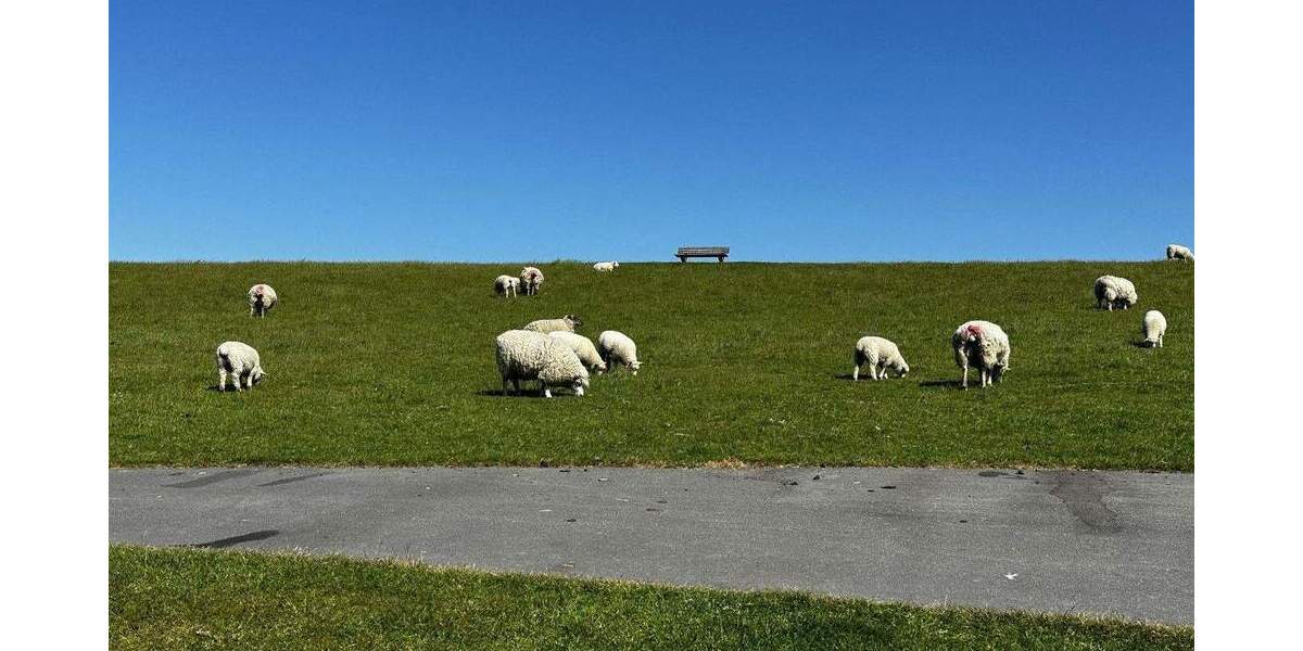 Mehrfamilienhaus, Wohnhaus Wesselburenerkoog - 4 Zimmer, 76 m&sup2;, 369.000&euro; | Angebot:25760446