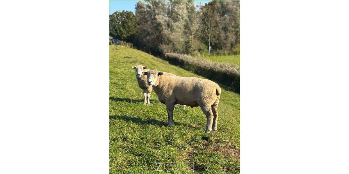 Einfamilienhaus Tetenbüll - 4 Zimmer, 105 m&sup2;, 495.000&euro; | Angebot:25660591